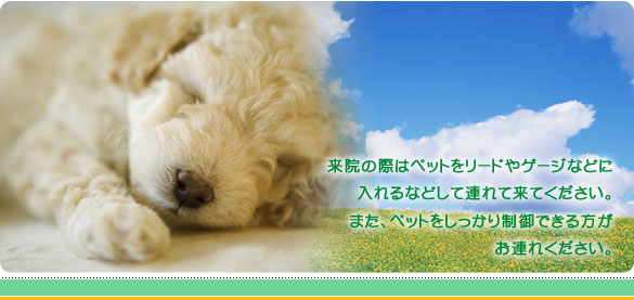 ���@�̍ۂ̓y�b�g�����[�h��Q�[�W�Ȃǂɓ����Ȃǂ��ĘA��ė��Ă��������B�܂��A�y�b�g���������萧��ł���������A�ꂭ�������B